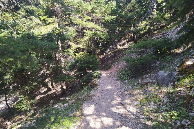 1 Day Parnitha Athens Private Hiking Tour with Hotel Pickup - Wildlife moments and why the guide’s training matters