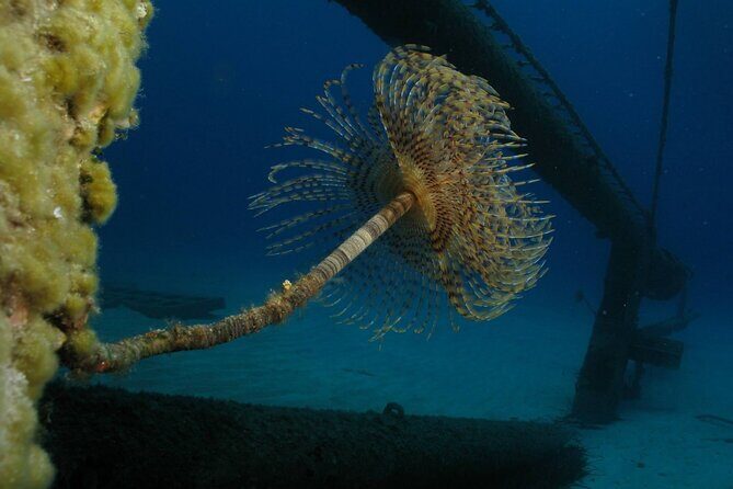 Adventure Dives for Certified Divers in Nea Makri, Athens - Your instructor matters: Dmitris, patience, and real coaching cues