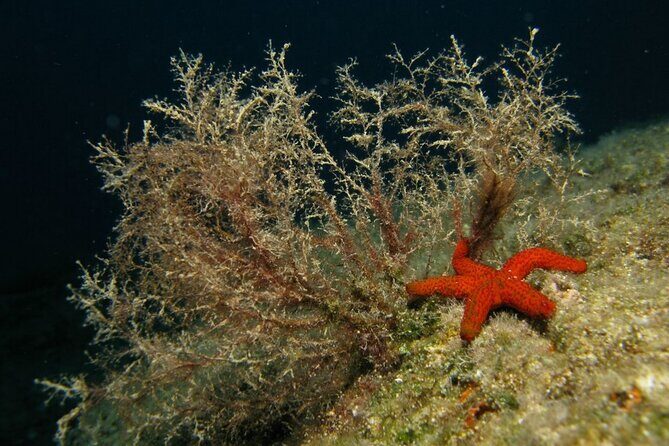 Adventure Dives for Certified Divers in Nea Makri, Athens - Price and value: why $66 feels fair for what you get