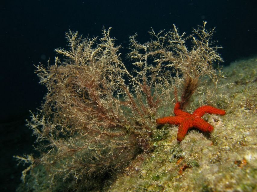 Athens: Adventure Dives in Nea Makri for Certified Divers - Underwater stops you can expect: wrecks, walls, caverns, and slopes