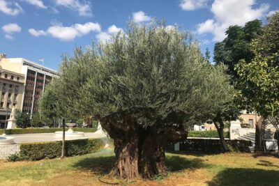 Athens by E-Bike: Monuments, Food & Transfers (Cruise Tour) - Roman Agora and Old Town Cycling: How the City Feels on a Bike