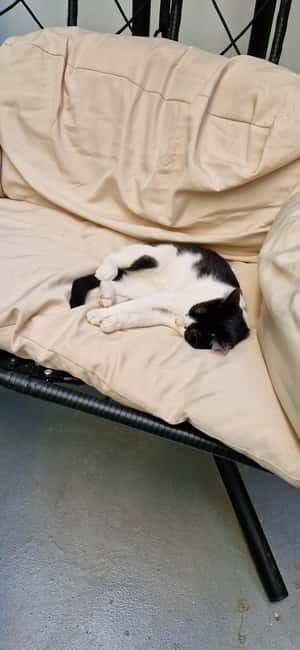 Athens: Cat Cafe Visit with Drink and Sweet - Key things to know before you go