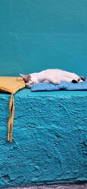 Athens: Cat Cafe Visit with Drink and Sweet - A Slow Break in Athens: The Cat Café Atmosphere