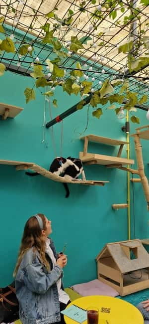 Athens: Cat Cafe Visit with Drink and Sweet - Your 1.5-Hour Flow: Small Group, Big Calm