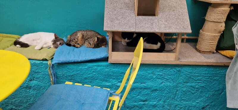 Athens: Cat Cafe Visit with Drink and Sweet - Drink and Dessert: Coffee, Tea, Smoothies, and Sweet Wins