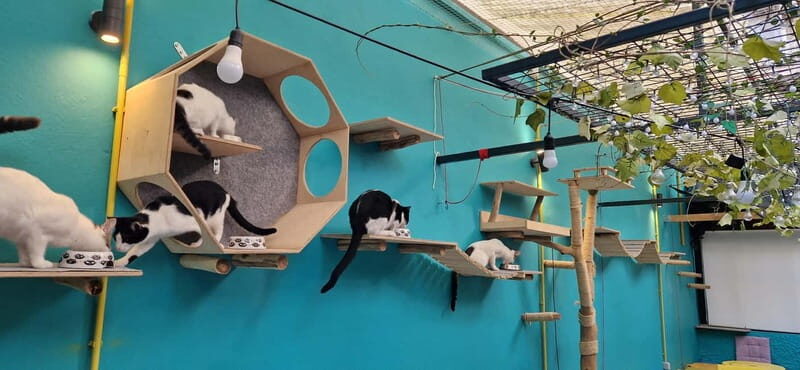 Athens: Cat Cafe Visit with Drink and Sweet - The Cats: Adoptable, Friendly, and Why It Feels Different