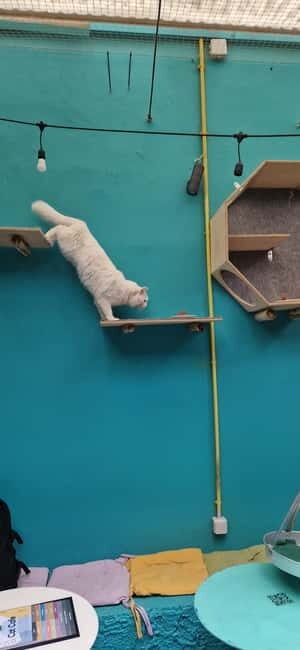 Athens: Cat Cafe Visit with Drink and Sweet - Mission and Community: More Than a Cute Stop