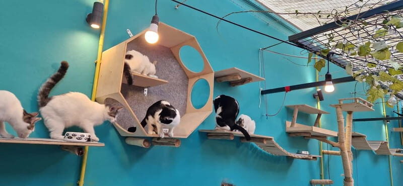 Athens: Cat Cafe Visit with Drink and Sweet - Quick Practical Tips That Improve the Visit