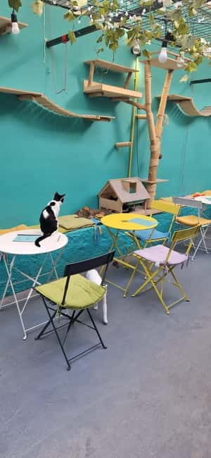 Athens: Cat Cafe Visit with Drink and Sweet - Should You Book Cat Café Athens?