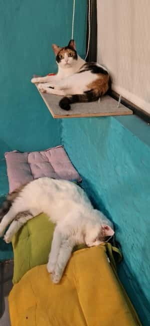 Athens: Cat Cafe Visit with Drink and Sweet - Price and What You Actually Get for $7.90
