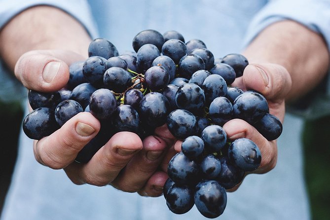 Athens Private Wine Tasting Tour - Dionysian Grapes - Step-by-Step: From Plaka Start to Your Tastings