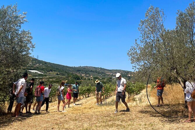Athens to Nemea Wine Experience Tour - Who This Tour Suits Best (and Who Might Prefer Something Else)