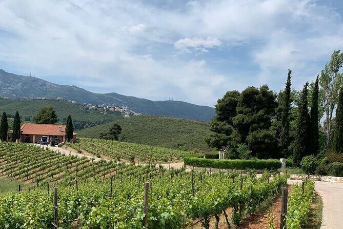 Athens Wine Tour - An Outstanding Full Day Experience For Dedicated Winelovers - Winery Stop Two + Lunch: Three More Wines and Local Plates