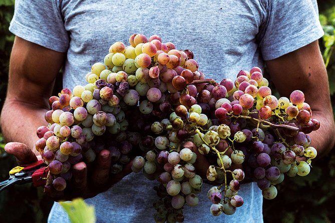 Athens Wine Tour - An Outstanding Full Day Experience For Dedicated Winelovers - Should You Book the Athens Wine Tour?