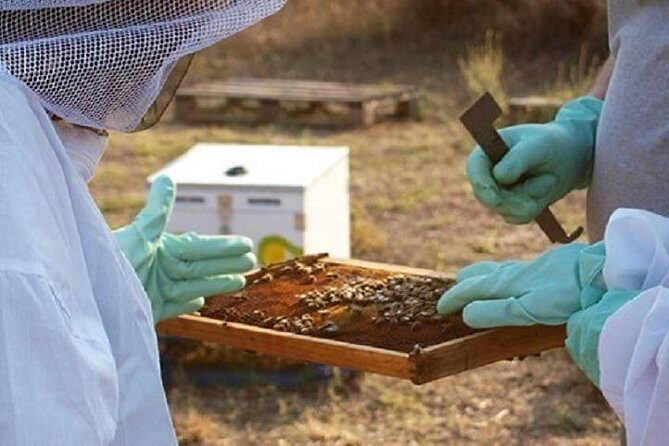 Beekeeper for a Day close to Nafplio - From Nafplio to a working hive: why this outing is worth 2 hours