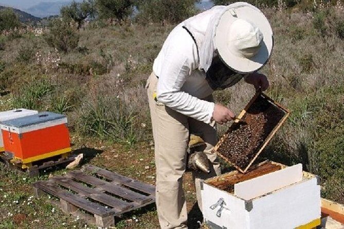 Beekeeper for a Day close to Nafplio - Hive inspection: the hands-on part most people remember