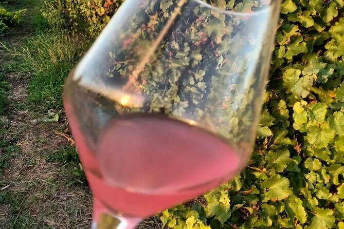 Corinth: Winery Tour and Organic Fine Wine Tastings - How to get the most from the tasting (without sounding like a judge)