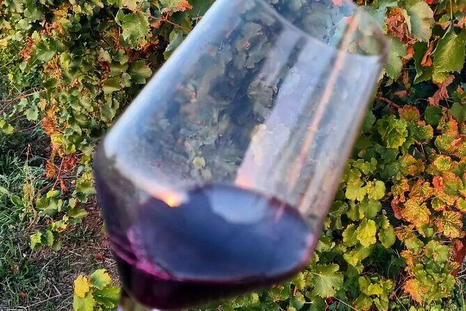 Corinth: Winery Tour and Organic Fine Wine Tastings - Modern Greek wine explained through terroir, not slogans