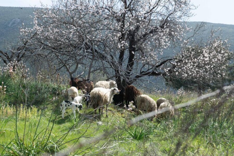 Delphi: Easy Hike on Ancient Path through the Olive Groves - How long it takes and how to plan your day