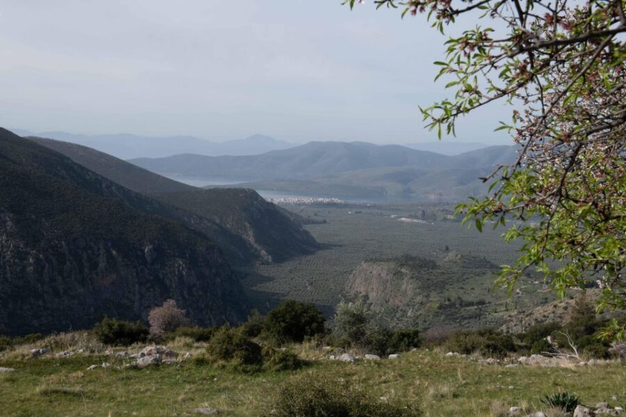 Delphi: Easy Hike on Ancient Path through the Olive Groves - Price and value: what $35 gets you here
