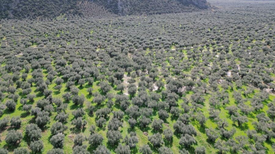 Delphi: Easy Hike on Ancient Path through the Olive Groves - Who this hike fits best (and who might want another option)