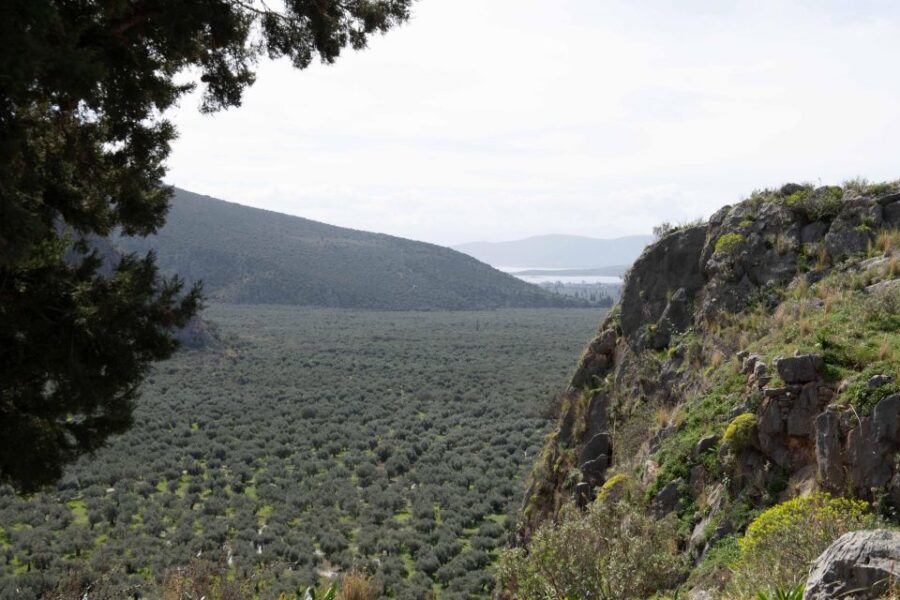 Delphi: Easy Hike on Ancient Path through the Olive Groves - Finding the start: V Hotel Delphi to your first valley views