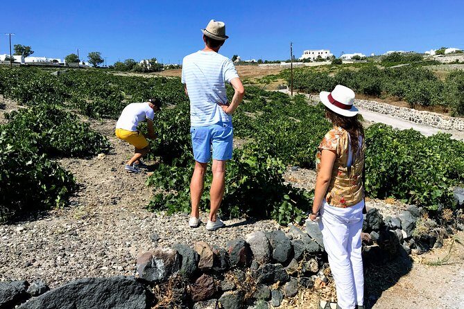 Discover Local Santorini Wine & Tasting - The guide experience: what good conversation adds to wine tasting