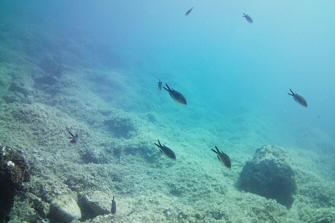 Double Shore Dive (certified divers) - Quick hits before you book