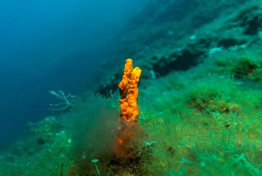From Athens: Scuba Diving at the Blue Hole - Skipping Athens monuments for Vouliagmeni’s Blue Hole