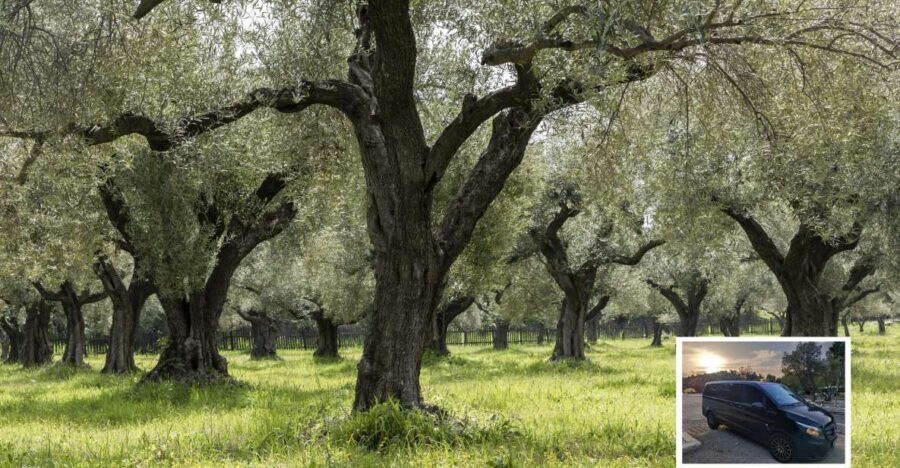 From Athens: Wine, Oil, & Cheese Tasting in Nemea & Argolis - Epidaurus Ancient Theatre and the Asclepion: why the walk feels different