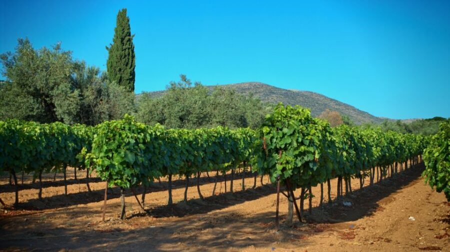 From Athens: Wine, Oil, & Cheese Tasting in Nemea & Argolis - Nemea vineyards and wine tasting: PDO meets a simple snack