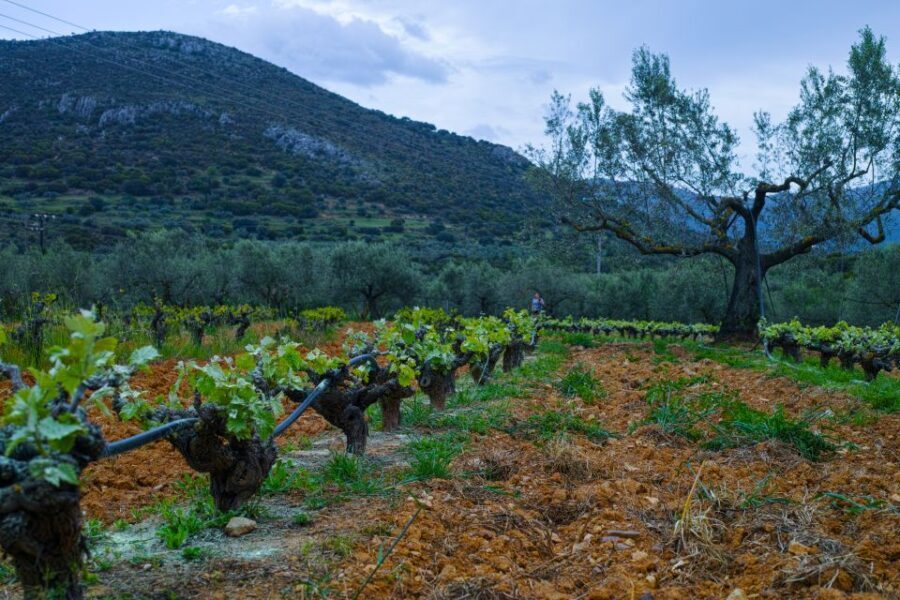 From Athens: Wine, Oil, & Cheese Tasting in Nemea & Argolis - Corinth Canal sunset: short stop, big photo results