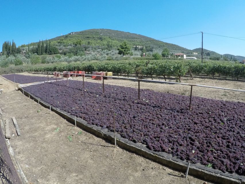 From Athens: Wine, Oil, & Cheese Tasting in Nemea & Argolis - Who this tour is best for