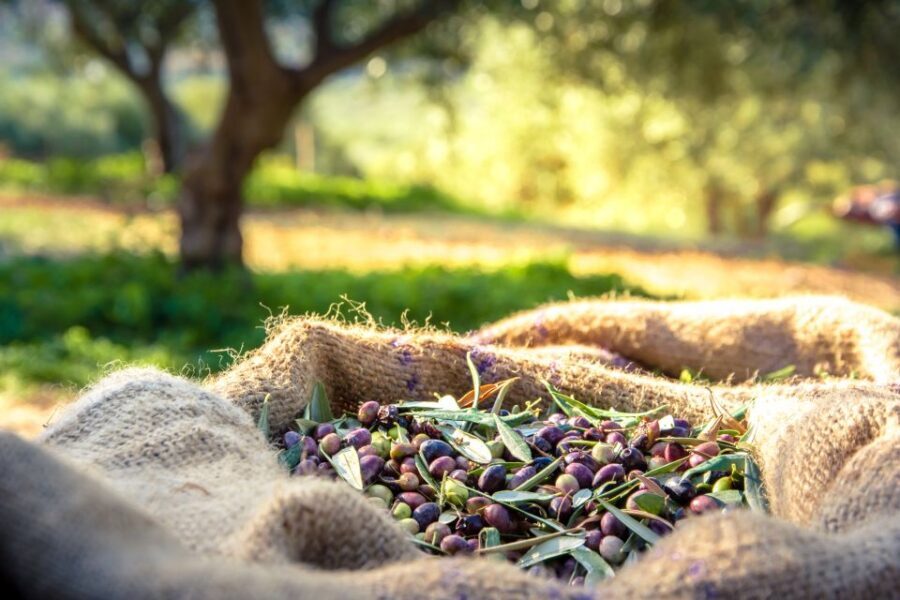 From Athens: Wine, Oil, & Cheese Tasting in Nemea & Argolis - Olive mill + organic grove: oil tasting with a real snack