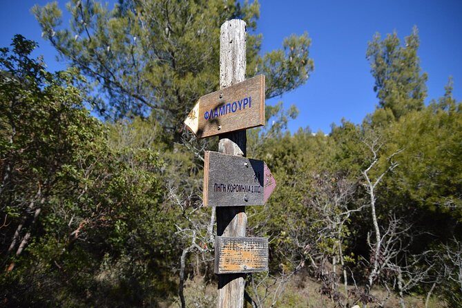 Hiking in Parnitha National Park Overlooking Athens - Flambouri Refugee start: the fir forest, birds, and quiet surprises