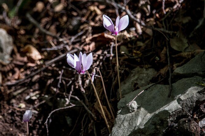 Hiking Menalon & Lousios gorge - Small-Group Pacing and the Dimitri Factor