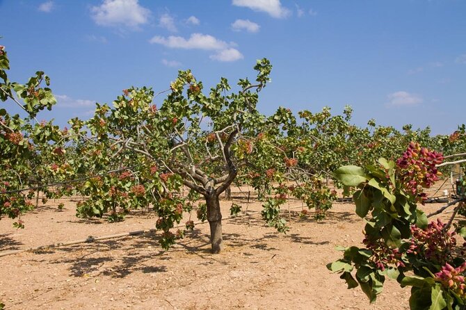 Insightful Pistachio Orchard and Factory Tour - Key highlights to expect on this pistachio orchard tour
