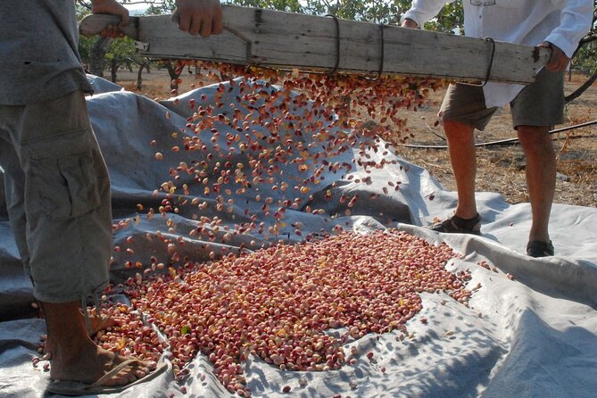 Insightful Pistachio Orchard and Factory Tour - Why Aegina Pistachios matter (and why this tour doesn’t feel random)
