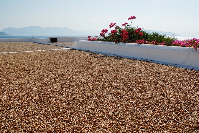 Insightful Pistachio Orchard and Factory Tour - Meeting point at Λεωφ. Ν. Καζαντζάκη 66: go prepared to get oriented fast