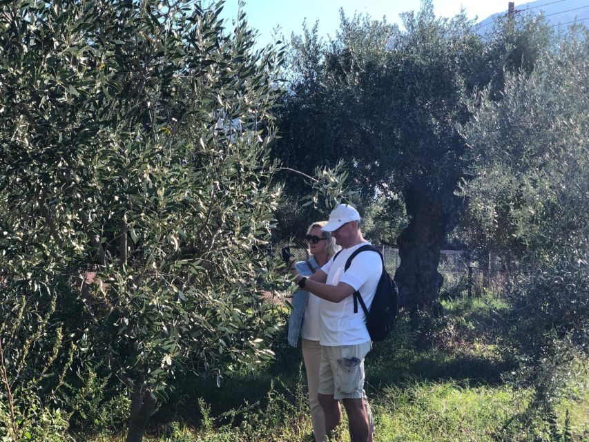 Kalamata, Greece: Organic Olive Grove Tour-Olive oil tasting - Part 2: inside a certified olive oil mill, from grove to bottling