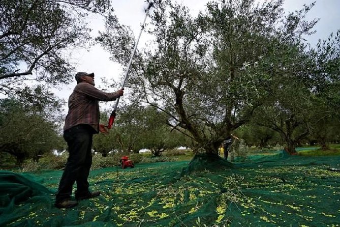 Katakolon Small Group Tour: Olympic site, Honey/Olive Oil Tasting - Stop 2: Klio’s Honey Farm and meeting the beekeeper