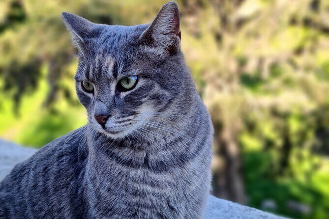 Meet the Cats of Acropolis and Thissio Private Tour - Key points that make this tour worth your time