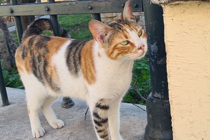 Meet the Cats of Acropolis and Thissio Private Tour - Why Athens’ street cats make the Acropolis area feel real