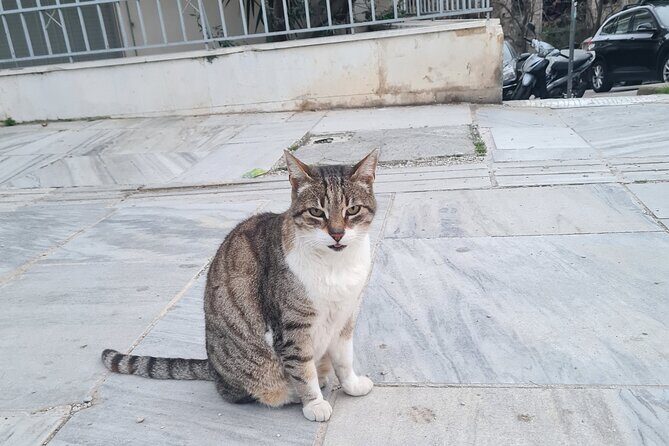 Meet the Cats of Acropolis and Thissio Private Tour - Stop 2 in Thissio: greener paths and a cooler rhythm