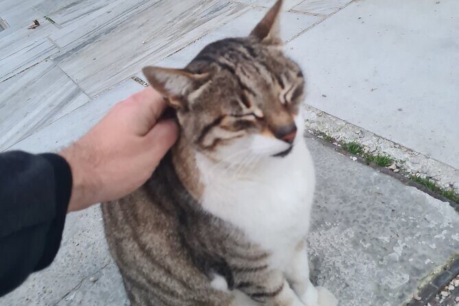 Meet the Cats of Acropolis and Thissio Private Tour - Stop 3 in Plaka: narrow lanes, traditional houses, more cat corners
