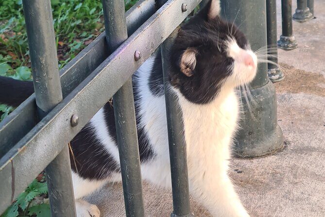 Meet the Cats of Acropolis and Thissio Private Tour - What you gain from seeing cats as part of Athens culture