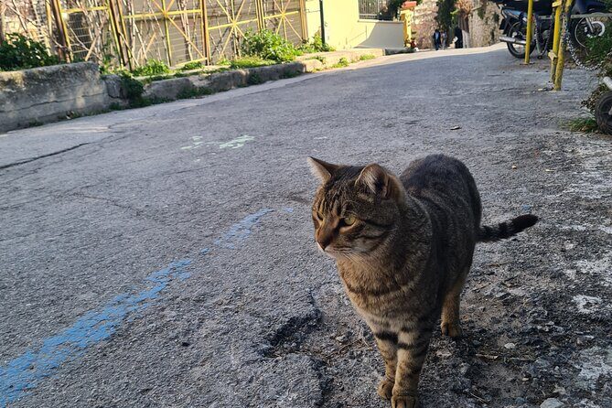 Meet the Cats of Acropolis and Thissio Private Tour - Price and value for $83.08 per person