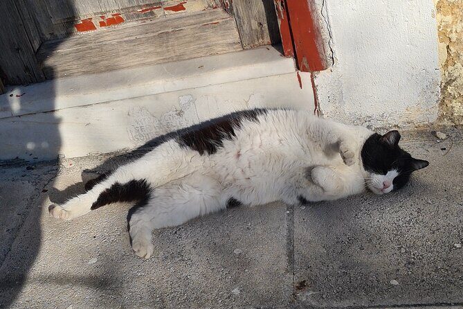 Meet the Cats of Acropolis and Thissio Private Tour - Logistics that actually affect your day
