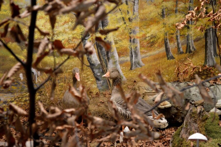 Meteora: Natural History Museum and Mushroom Museum Tour - Value check: is an $8 ticket worth it?