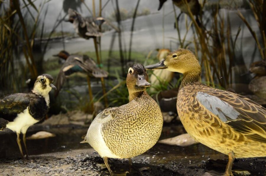 Meteora: Natural History Museum and Mushroom Museum Tour - Who this museum works for (and who might skip it)